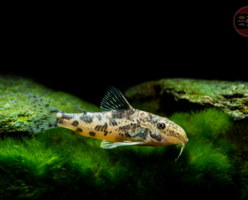 Schachbrett-Schabrackenpanzerwels, DNZ Scleromystax sp. (CW198)