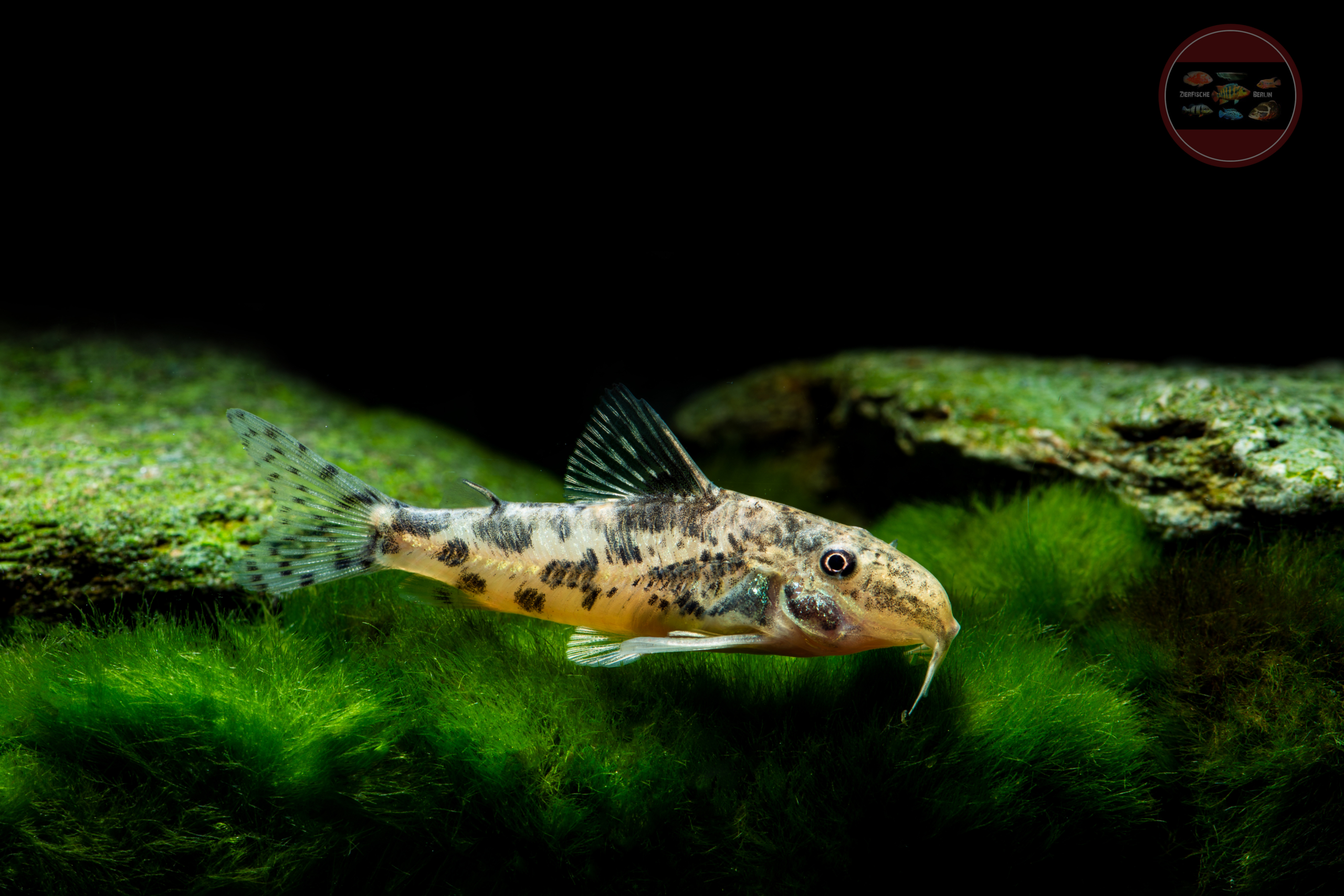 Schachbrett-Schabrackenpanzerwels, DNZ Scleromystax sp. (CW198)