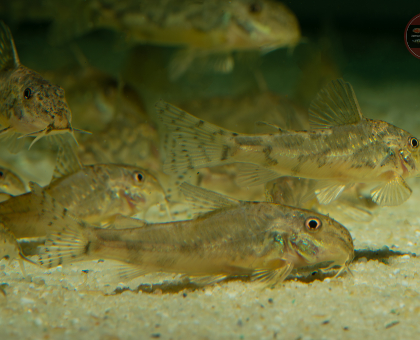 Schachbrett-Schabrackenpanzerwels, DNZ Scleromystax sp. (CW198) 