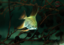 Skalar-Bulgarian-Green, EUNZ Pterophyllum scalare "Seal Point"