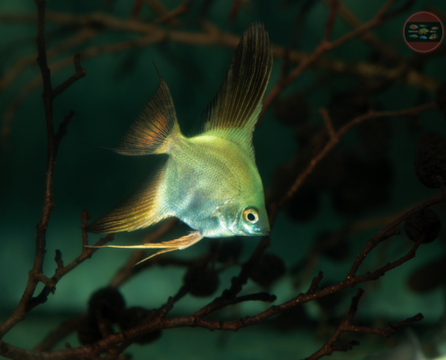 Skalar-Bulgarian-Green, EUNZ Pterophyllum scalare "Seal Point"