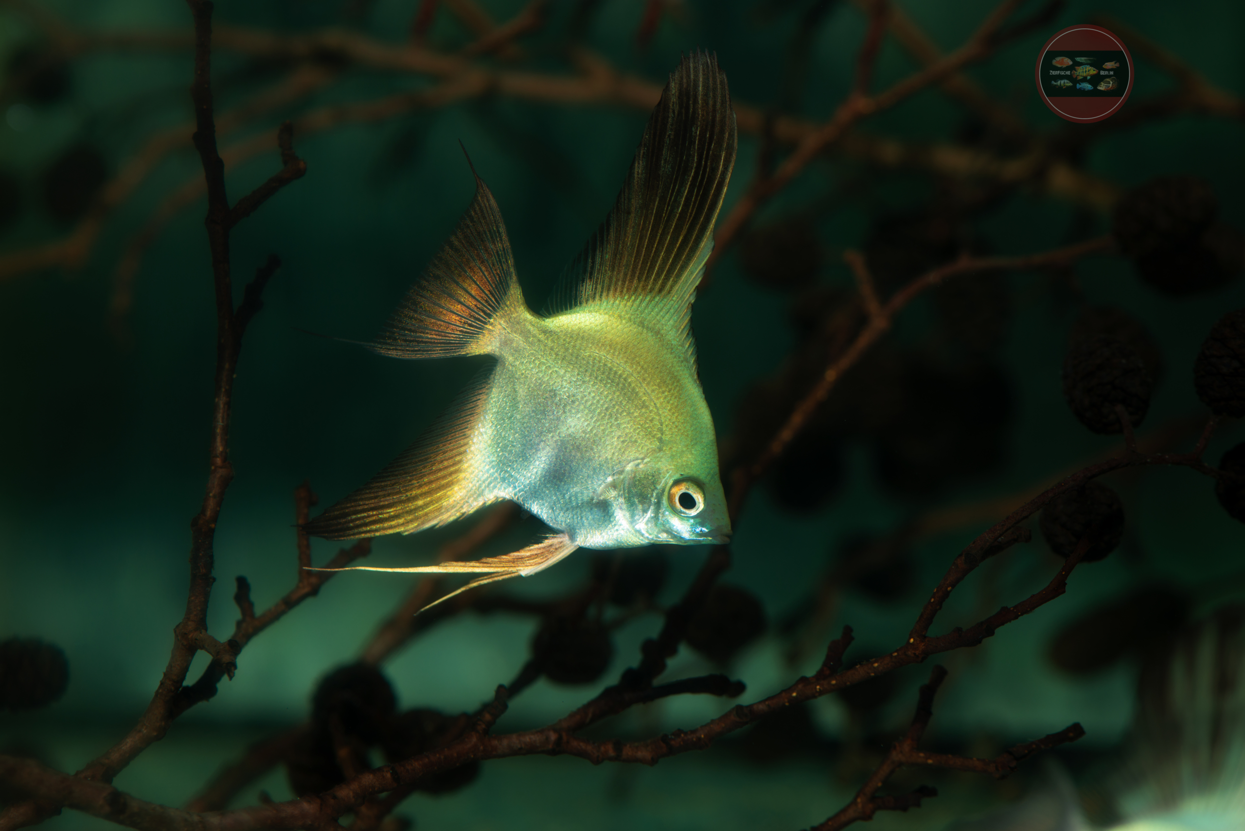 Skalar-Bulgarian-Green, EUNZ Pterophyllum scalare 