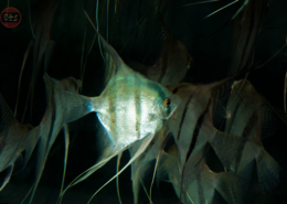 Skalar-Wild-Peru-Blue, DNZ Pterophyllum scalare "Peru Blue"