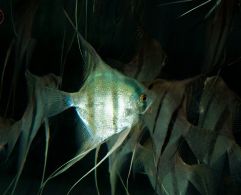 Skalar-Wild-Peru-Blue, DNZ Pterophyllum scalare "Peru Blue"