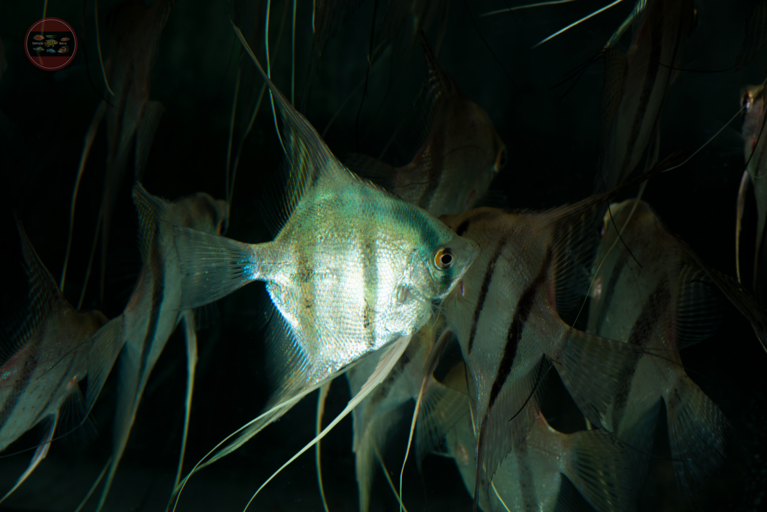 Skalar-Wild-Peru-Blue, DNZ Pterophyllum scalare 