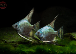 Skalar, PINOY-BLUE-SMOKEY Pterophyllum scalare "Blue-Smokey"