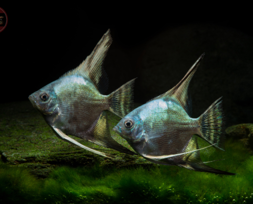 Skalar, PINOY-BLUE-SMOKEY Pterophyllum scalare "Blue-Smokey"