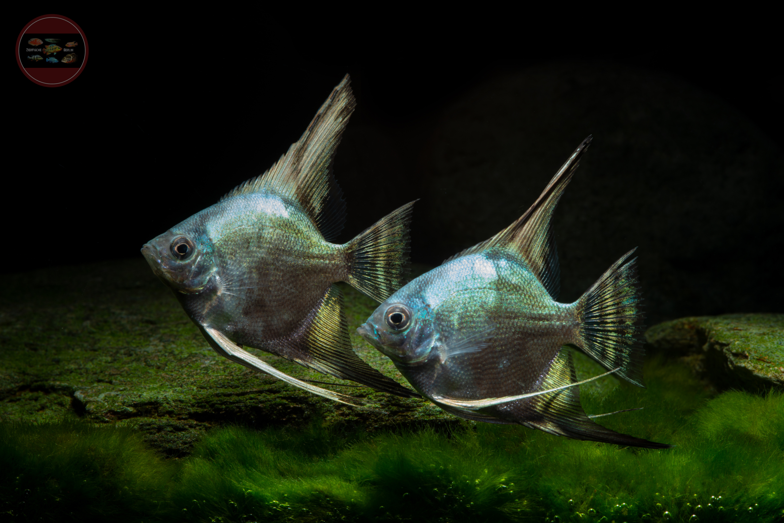 Skalar, PINOY-BLUE-SMOKEY Pterophyllum scalare 