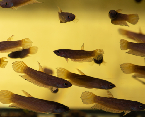 Spatelschwanz-Kampffisch, DNZ-RARITÄT Betta cracens