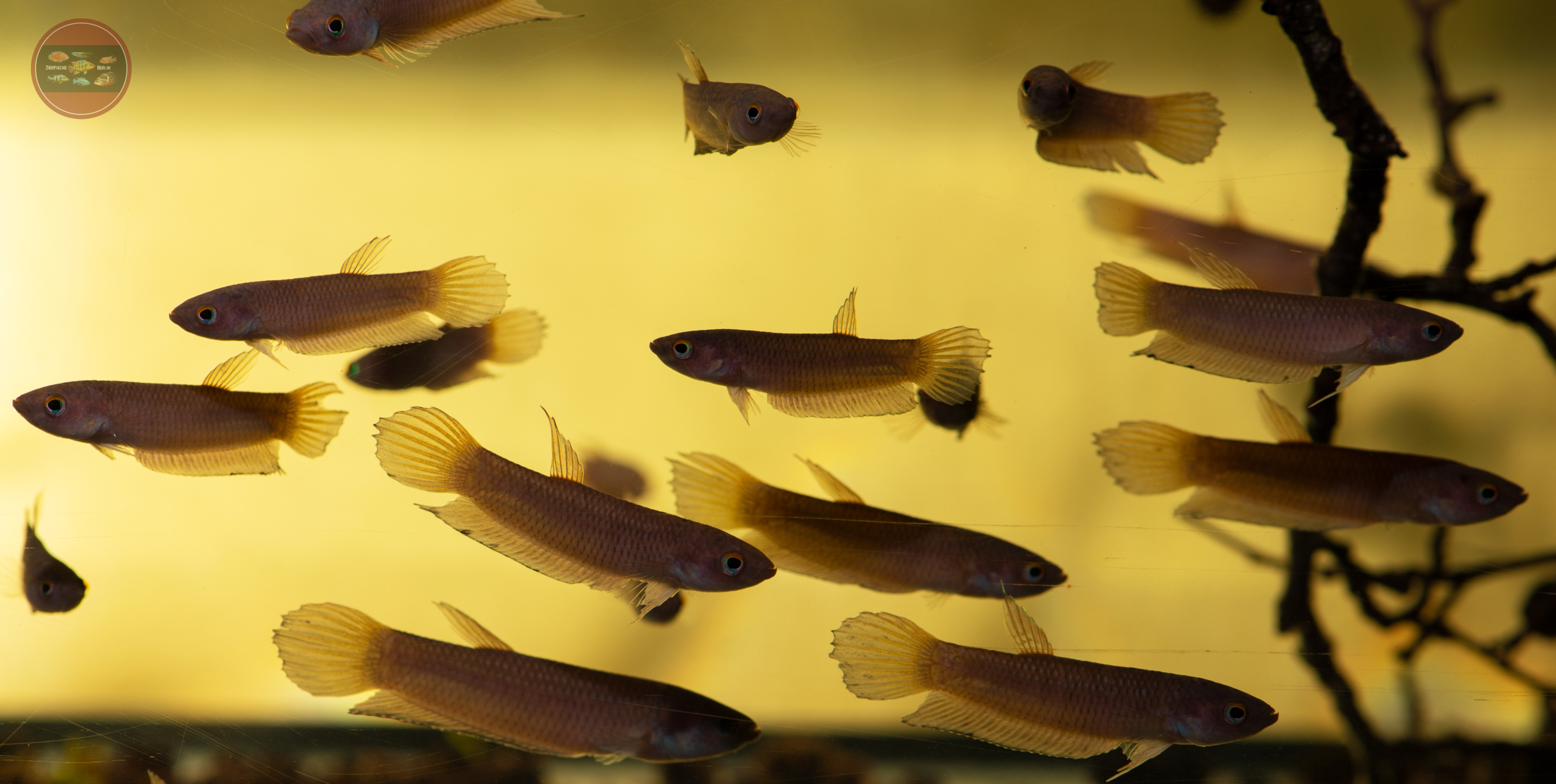 Spatelschwanz-Kampffisch, DNZ-RARITÄT Betta cracens