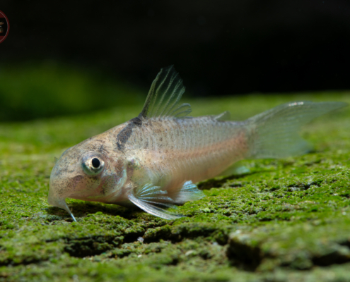 Vitoria-Panzerwels, DNZ *RARITÄT* Hoplisoma (Corydoras) sp. (CW030)