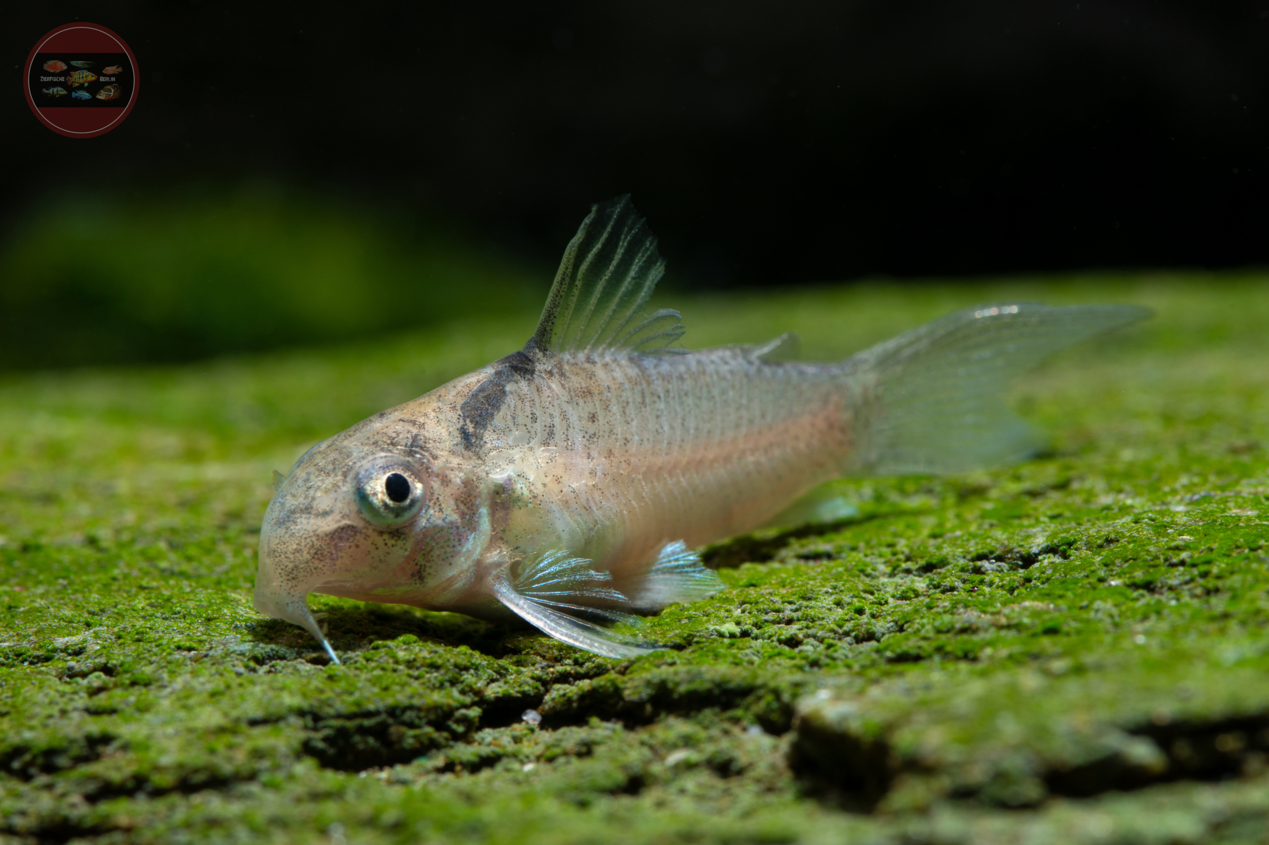 Vitoria-Panzerwels, DNZ *RARITÄT* Hoplisoma (Corydoras) sp. (CW030)