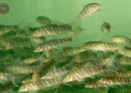 Zebraschmerle, WF Botia striata