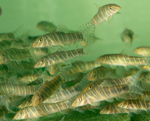 Zebraschmerle, WF Botia striata