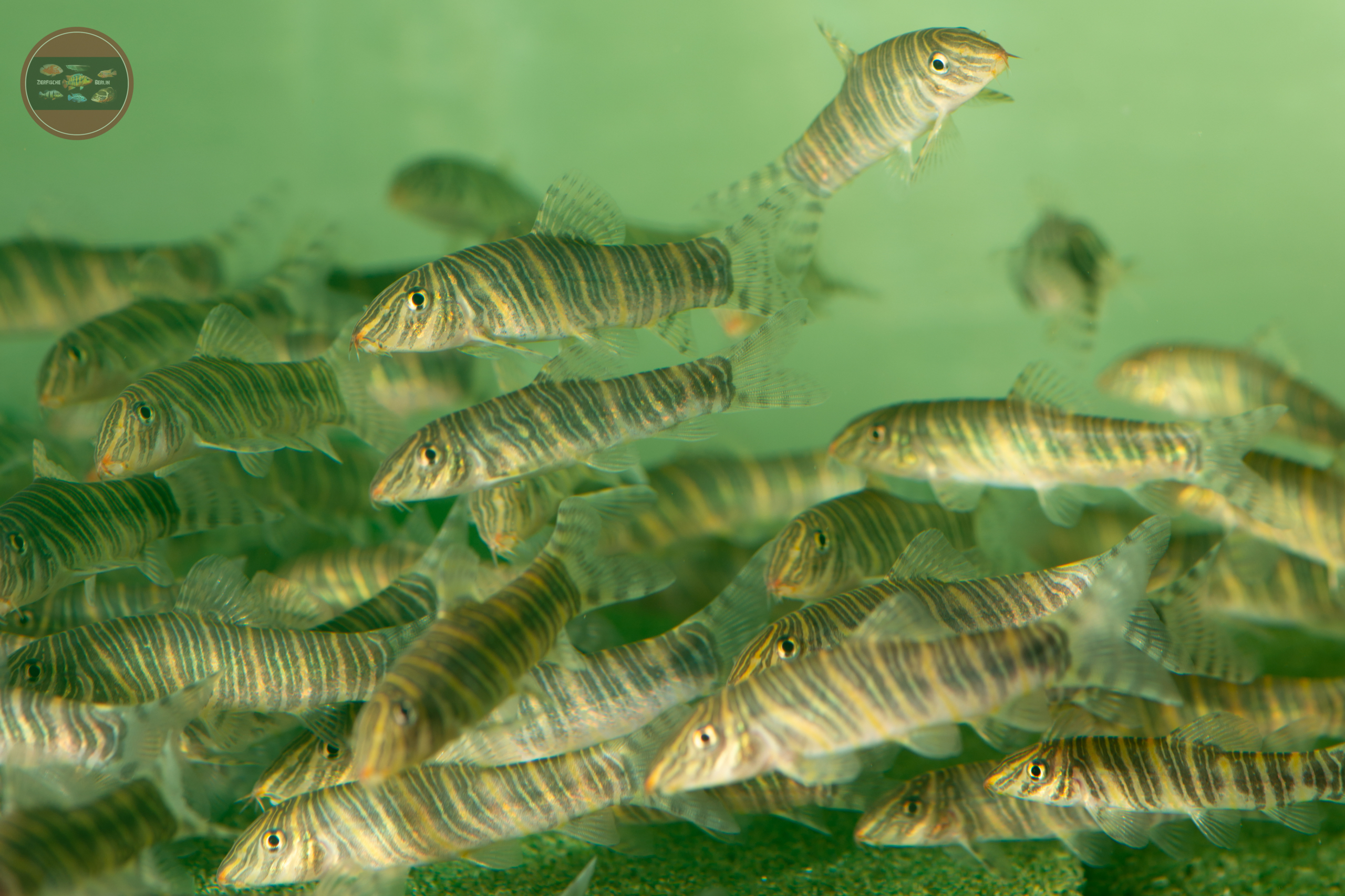 Zebraschmerle, WF Botia striata