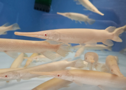 Albino Florida Gar Alligator Knochenhecht Platinum