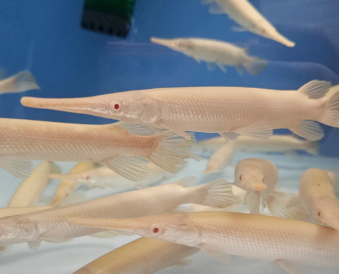 Albino Florida Gar Alligator Knochenhecht Platinum