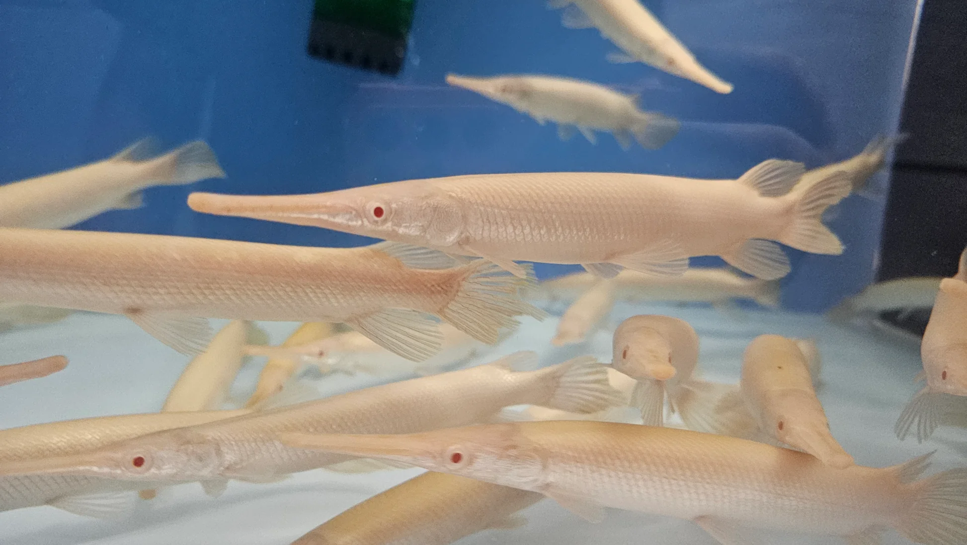 Albino Florida Gar Alligator Knochenhecht Platinum