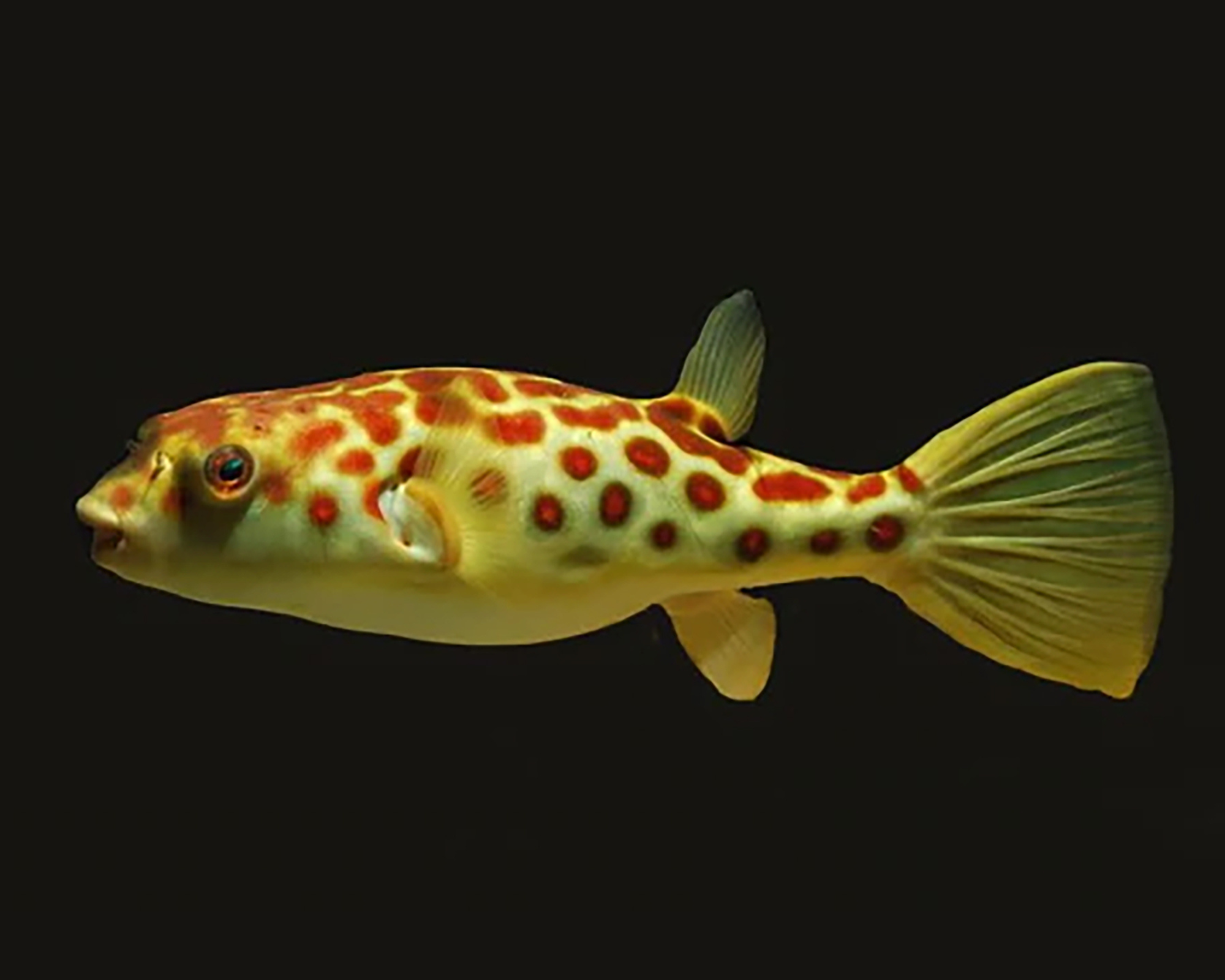 tetraodon pustulatus cross river rotpunkt kugelfisch