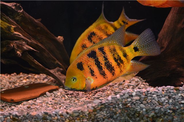 Goldener-Buntbarsch	Cincelychtis Bocourti "GUATEMALA"
