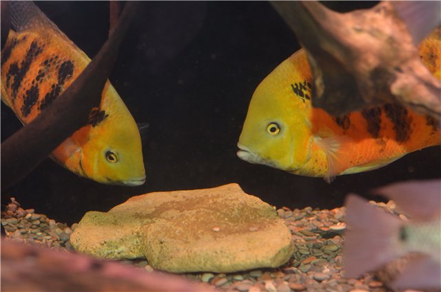 Cincelychtis Bocourti "GUATEMALA"