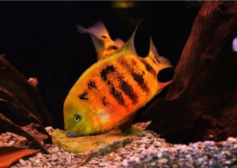 Goldener-Buntbarsch Cincelychtis Bocourti "GUATEMALA"