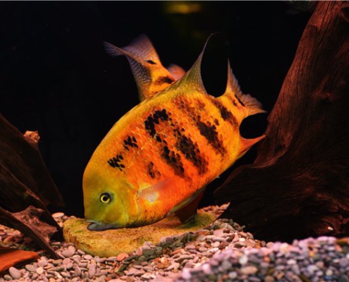 Goldener-Buntbarsch Cincelychtis Bocourti "GUATEMALA"