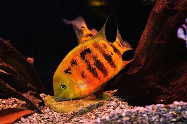 Goldener-Buntbarsch Cincelychtis Bocourti 