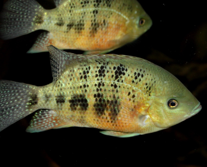 Cincelychtis Bocourti "GUATEMALA"