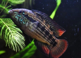 apistogramma kullanderi