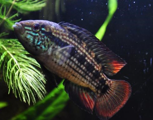 apistogramma kullanderi