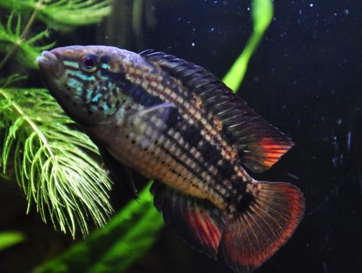 apistogramma kullanderi