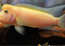 Steatocranus casuarius "GOLD"