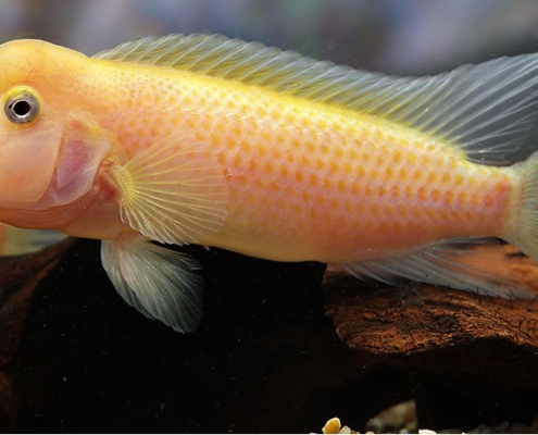 Steatocranus casuarius "GOLD"