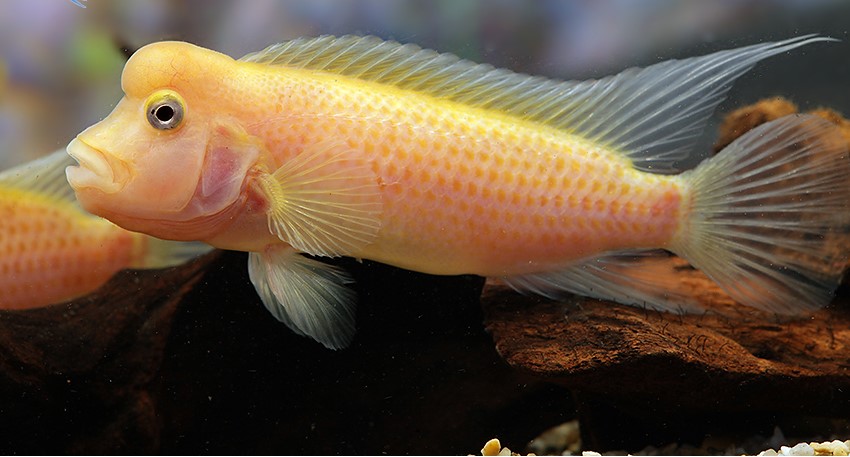 Steatocranus casuarius 