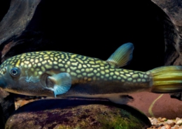 Chelonodontops bengalensis