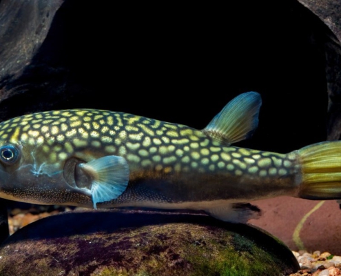 Chelonodontops bengalensis