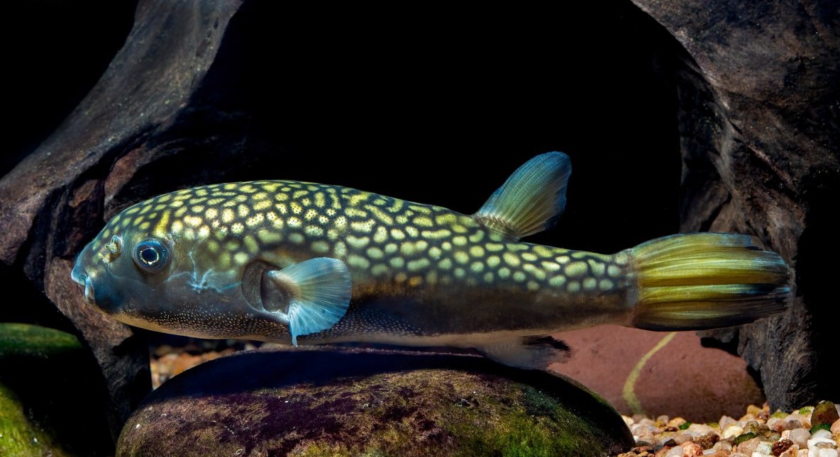 Chelonodontops bengalensis