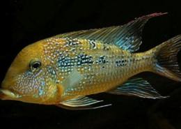 geophagus mirabilis