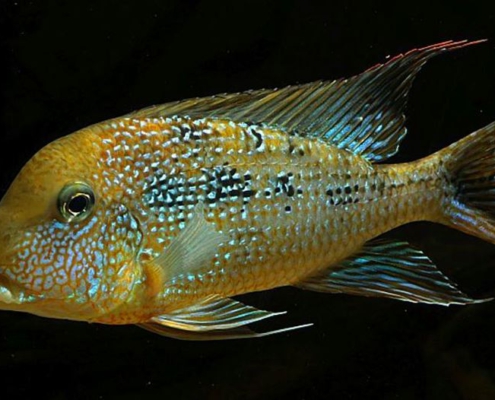 geophagus mirabilis
