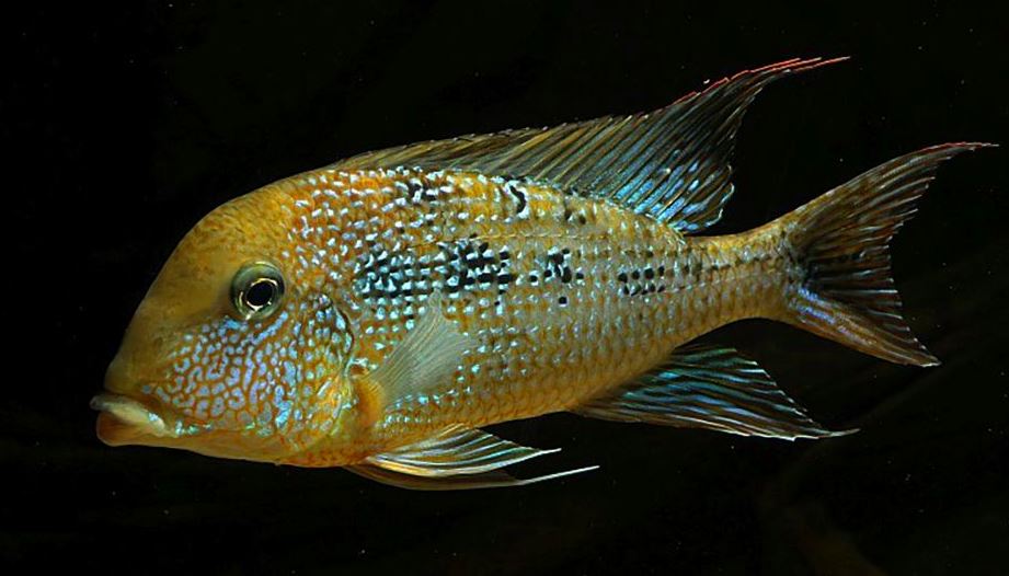 geophagus mirabilis