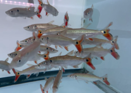 Rotschwanz-Barrakuda-Salmler, WF Acestrorhynchus falcatus "PARA"