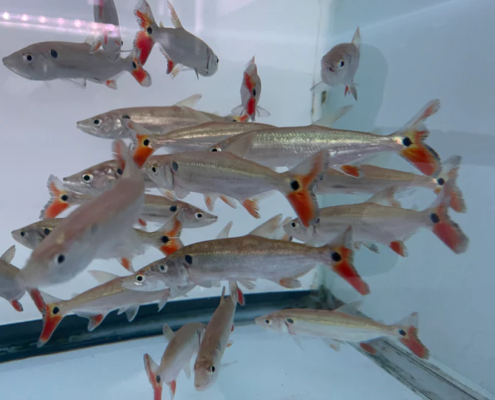 Rotschwanz-Barrakuda-Salmler, WF Acestrorhynchus falcatus "PARA"