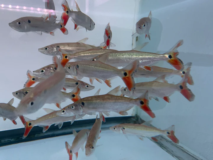 Rotschwanz-Barrakuda-Salmler, WF Acestrorhynchus falcatus 
