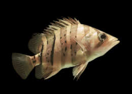Indonesischer Pracht-Tigerbarsch Datnioides microlepis
