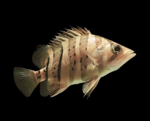 Indonesischer Pracht-Tigerbarsch Datnioides microlepis