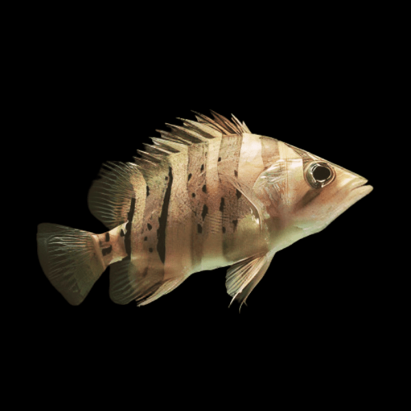 Indonesischer Pracht-Tigerbarsch Datnioides microlepis