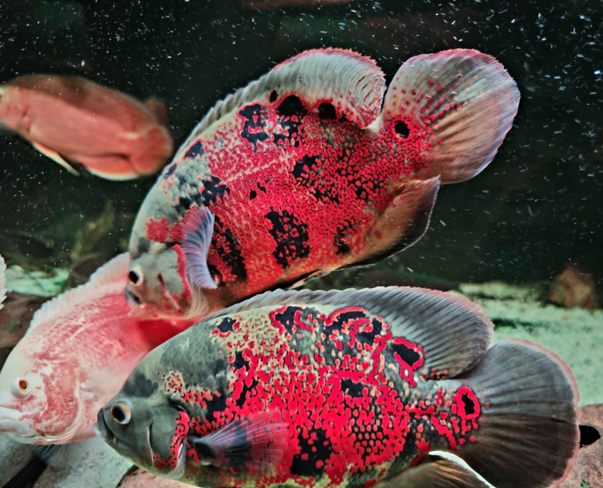 Astronotus sp. "Peru"