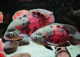 Astronotus sp. "PERU"