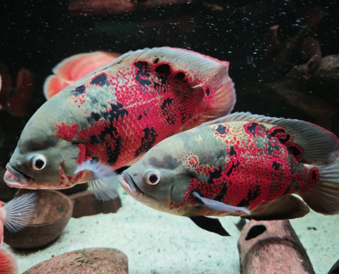 Astronotus sp. "PERU"